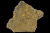 Fossil Ordovician Edrioasteroid Plate - Morocco #115021-1